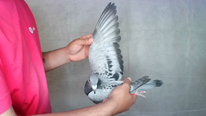 Pigeon image