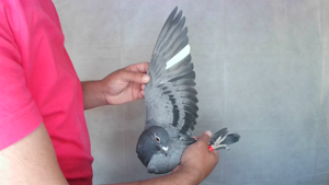 Pigeon image