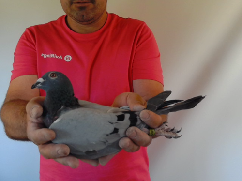 Pigeon image