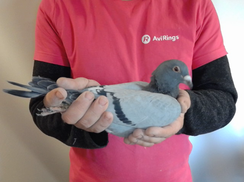 Pigeon image