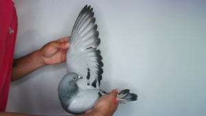 Pigeon image