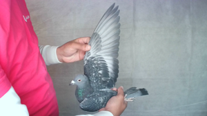Pigeon image