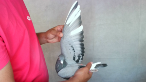 Pigeon image