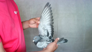 Pigeon image