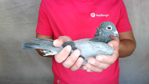 Pigeon image