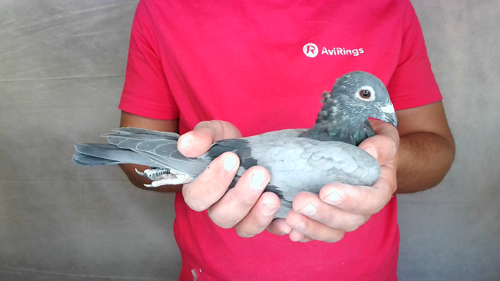 Pigeon image
