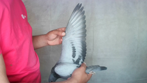 Pigeon image