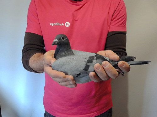 Pigeon image