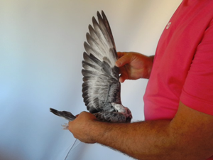 Pigeon image