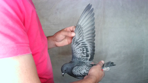 Pigeon image