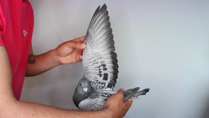 Pigeon image