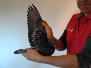 Pigeon image