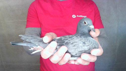 Pigeon image