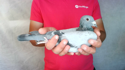 Pigeon image