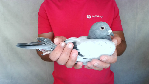 Pigeon image