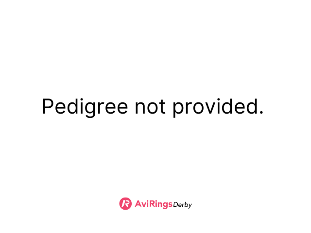 Pigeon pedigree image