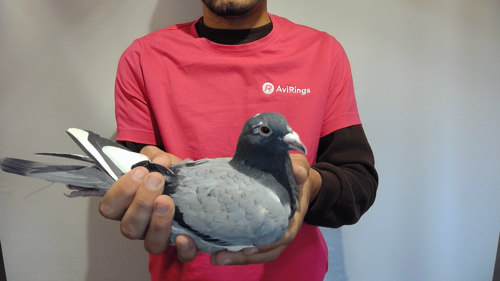 Pigeon image