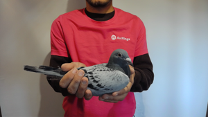 Pigeon image