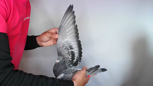 Pigeon image