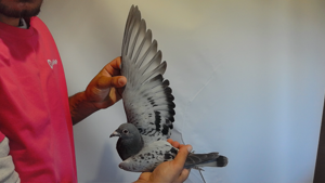 Pigeon image