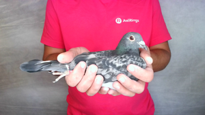 Pigeon image