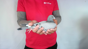 Pigeon image