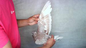Pigeon image