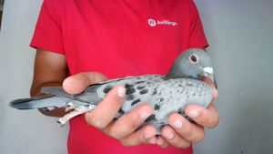 Pigeon image