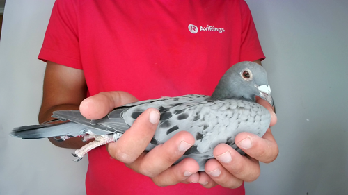 Pigeon image
