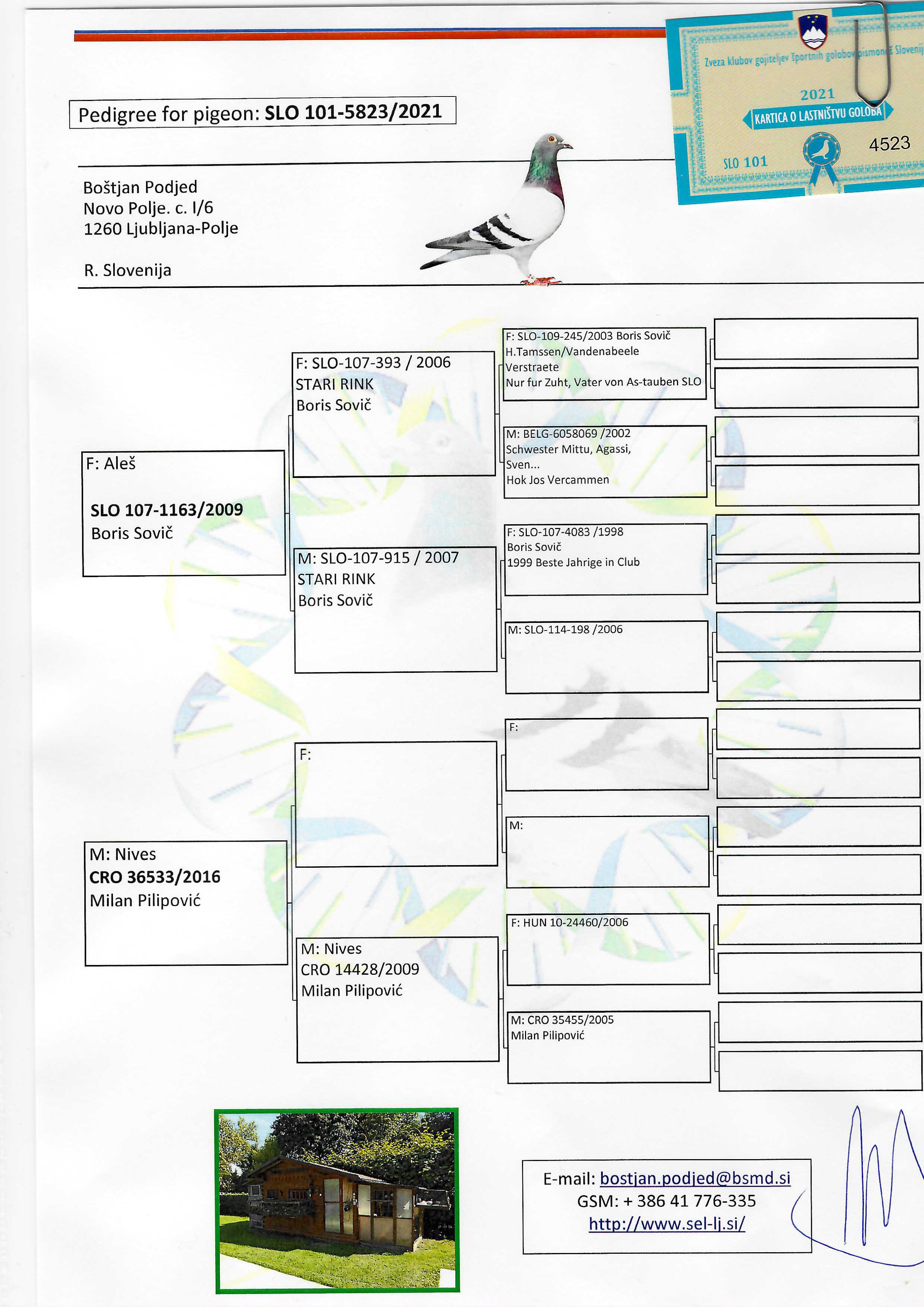Pigeon pedigree image