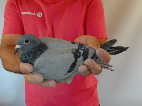 Pigeon image