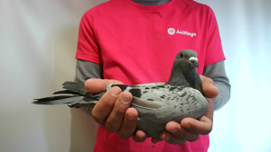 Pigeon image