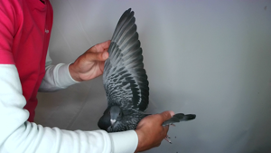 Pigeon image