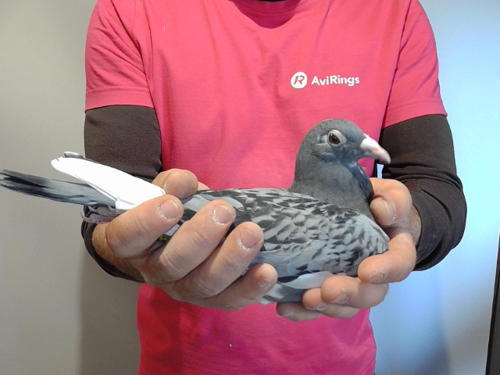 Pigeon image