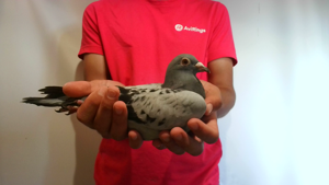 Pigeon image