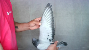 Pigeon image