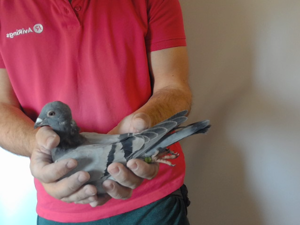 Pigeon image