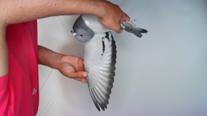 Pigeon image
