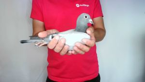 Pigeon image