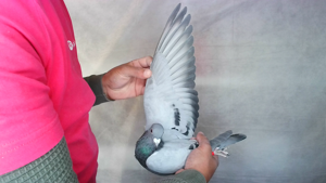 Pigeon image
