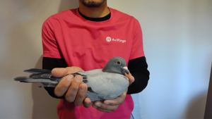 Pigeon image