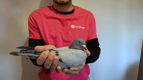 Pigeon image