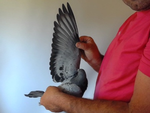 Pigeon image