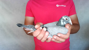Pigeon image