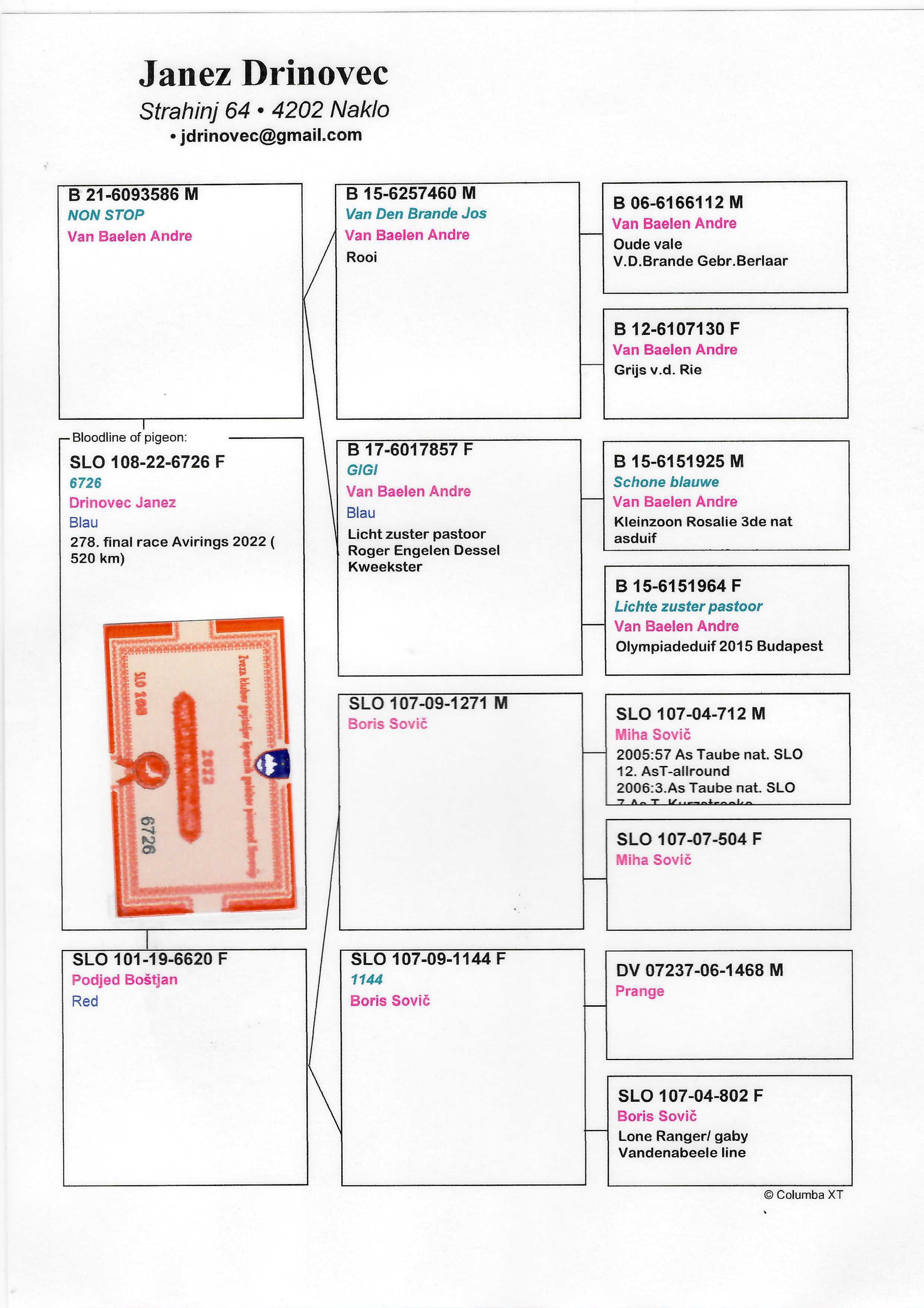 Pigeon pedigree image