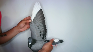 Pigeon image