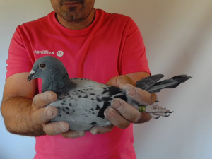Pigeon image