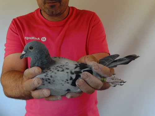 Pigeon image
