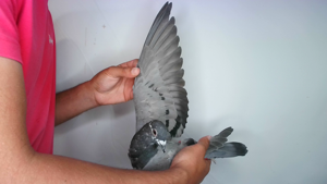 Pigeon image