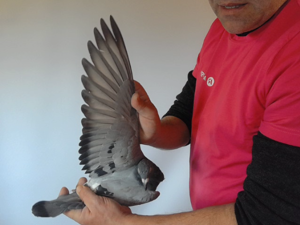 Pigeon image